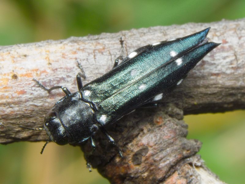 Agrilus guerinii Lacordaire in Boisduval & Lacordaire, 1835